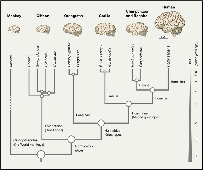 В человеческом неокортексе есть редкий тип нейронов, отсутствующий у шимпанзе и горилл