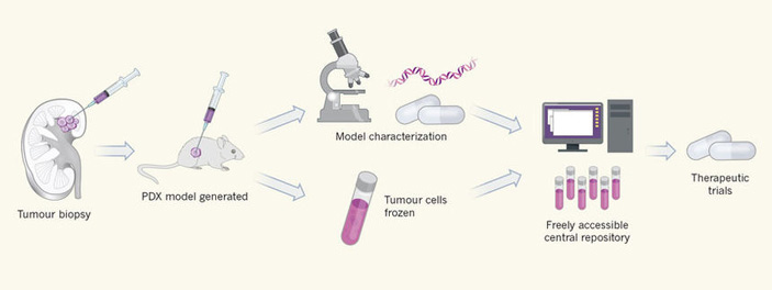 Предложен новый подход к теоретическим и прикладным исследованиям рака