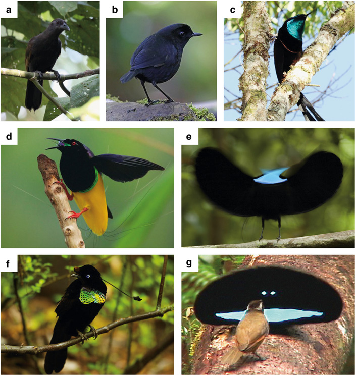 Разгадан секрет очень черных крыльев райских птиц